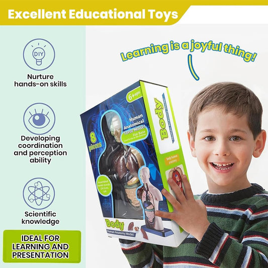 Human Body Anatomy Model (8 Pcs)