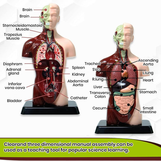 Human Body Anatomy Model (8 Pcs)