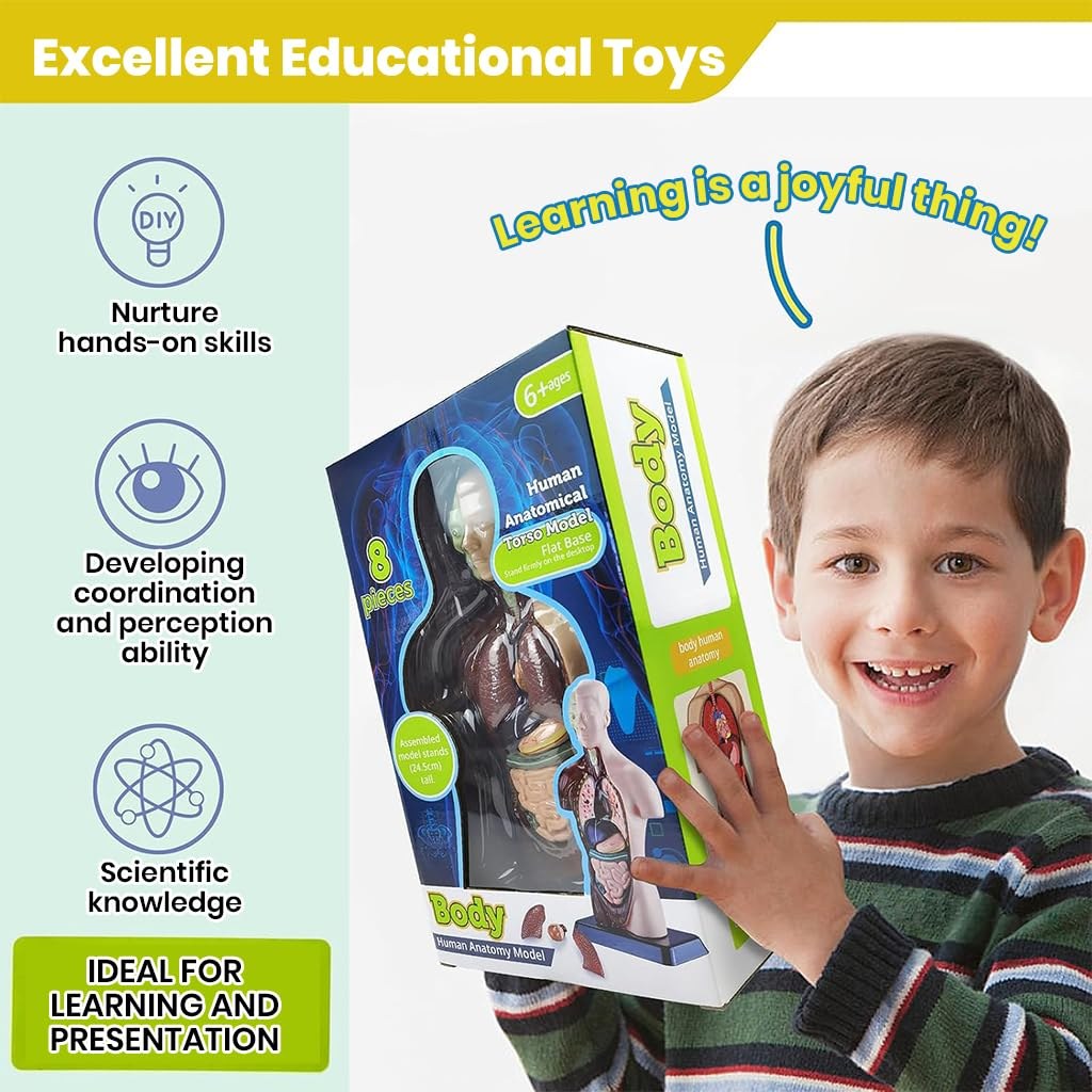 Human Body Anatomy Model (8 Pcs)