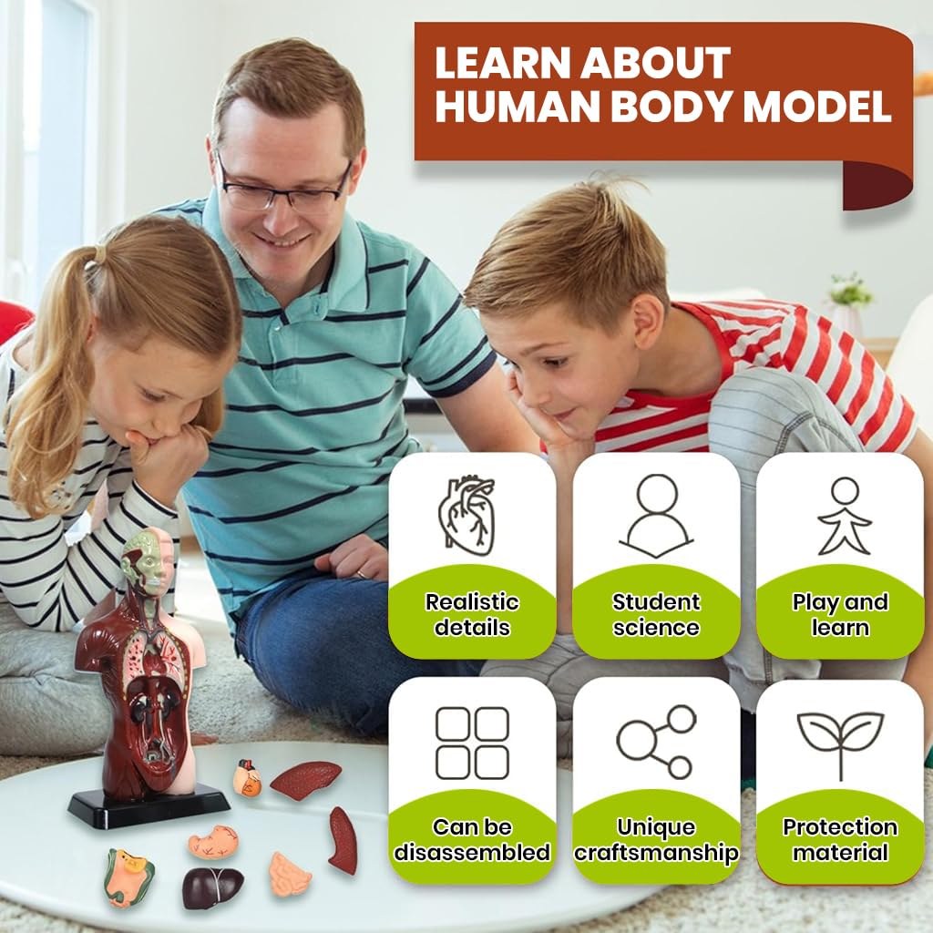 Human Body Anatomy Model (8 Pcs)