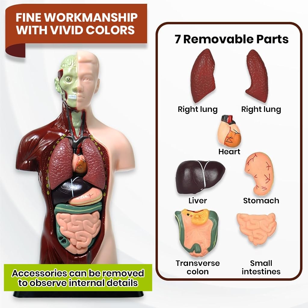 Human Body Anatomy Model (8 Pcs)