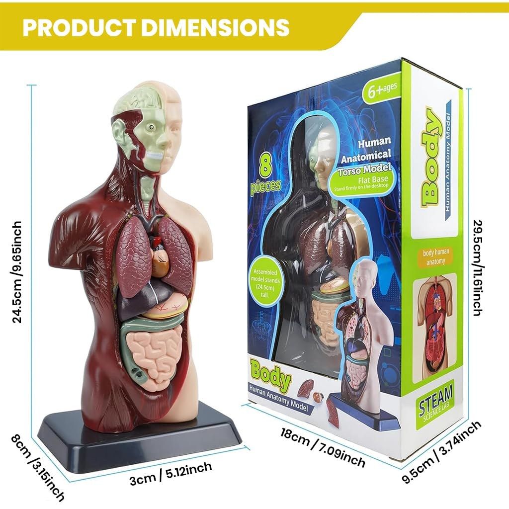 Human Body Anatomy Model (8 Pcs)