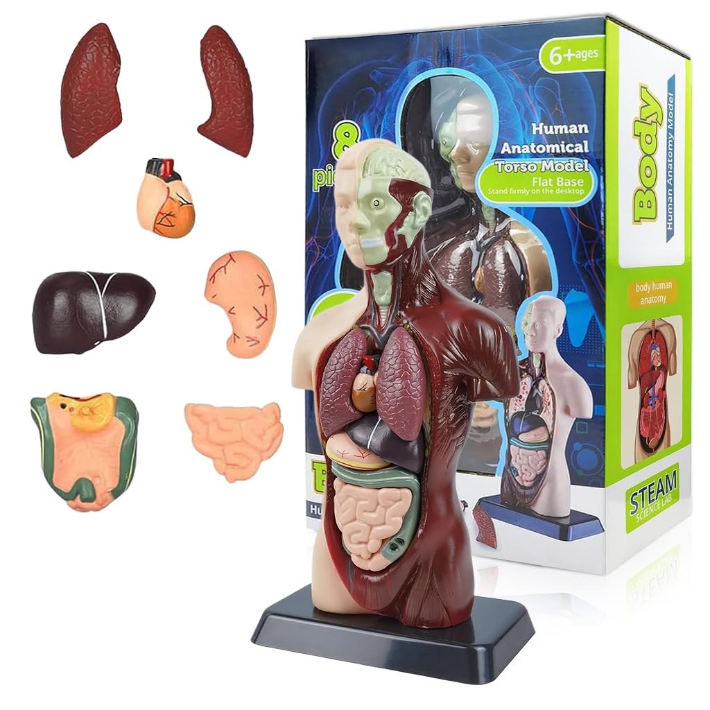 Human Body Anatomy Model (8 Pcs)